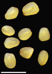 Veronica javanica. Seeds. Scale = 1 mm.
 Image: P.J. Garnock-Jones © P.J. Garnock-Jones CC-BY-NC 3.0 NZ